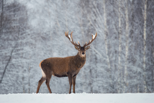 Large buck in snow