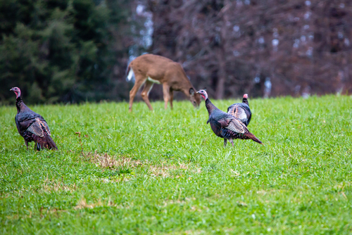 Deer and turkeys in field